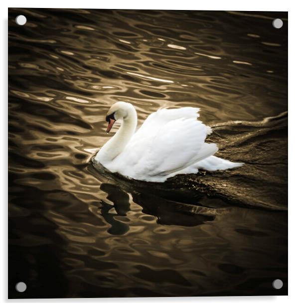 One Swan on golden pond Acrylic by Steve Taylor