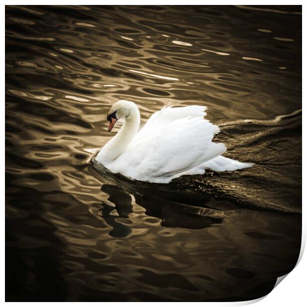 One Swan on golden pond Print by Steve Taylor