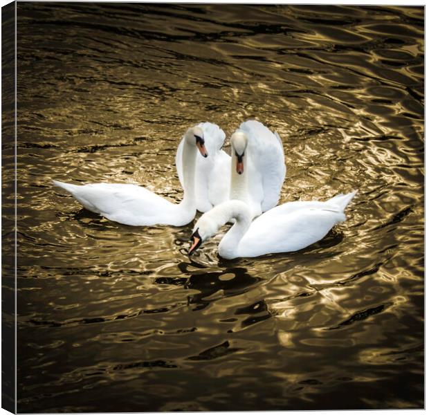 Three Swans on Golden pond  Canvas Print by Steve Taylor