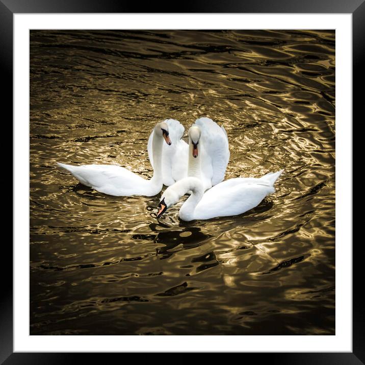 Three Swans on Golden pond  Framed Mounted Print by Steve Taylor
