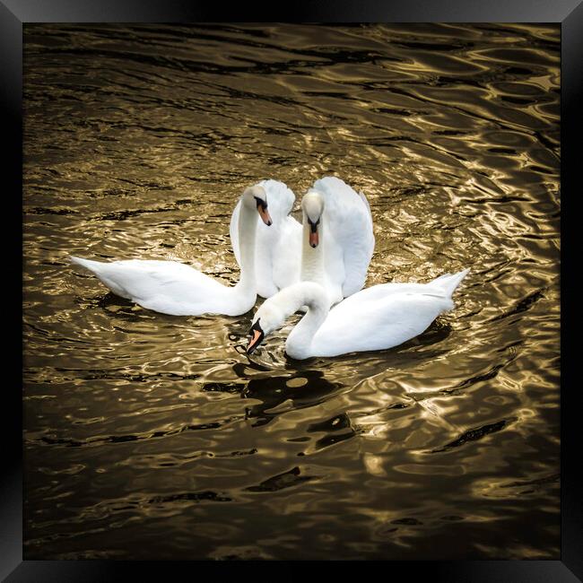 Three Swans on Golden pond  Framed Print by Steve Taylor