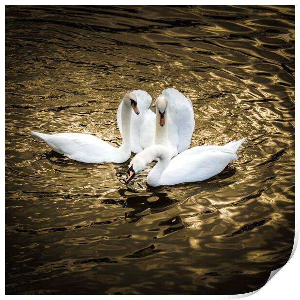 Three Swans on Golden pond  Print by Steve Taylor