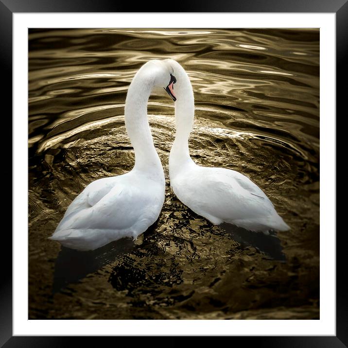 Two Swans on Golden pond  Framed Mounted Print by Steve Taylor
