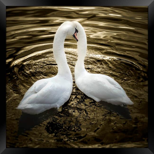 Two Swans on Golden pond  Framed Print by Steve Taylor