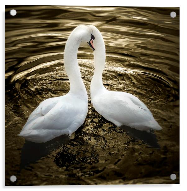 Two Swans on Golden pond  Acrylic by Steve Taylor