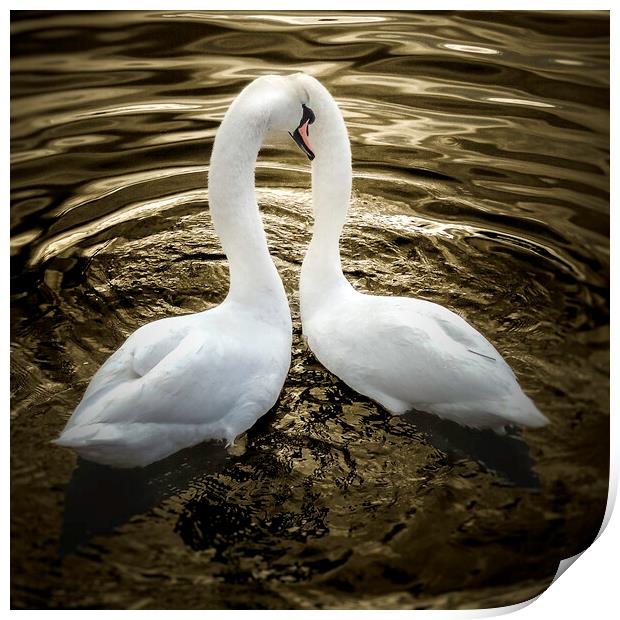 Two Swans on Golden pond  Print by Steve Taylor