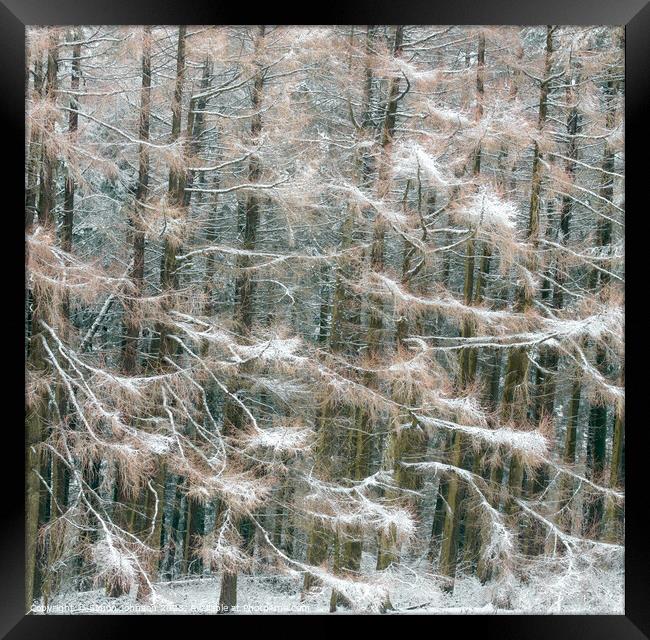 Frosted conifers Framed Print by Simon Johnson