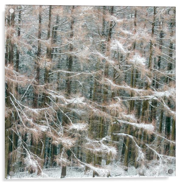 Frosted conifers Acrylic by Simon Johnson