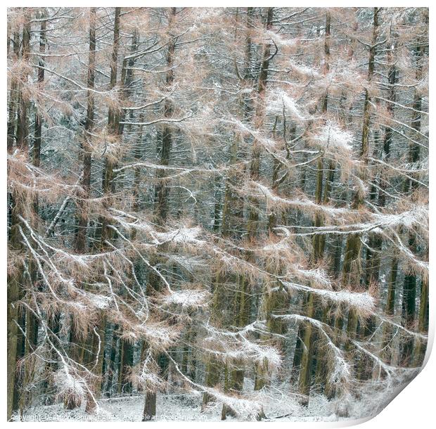 Frosted conifers Print by Simon Johnson