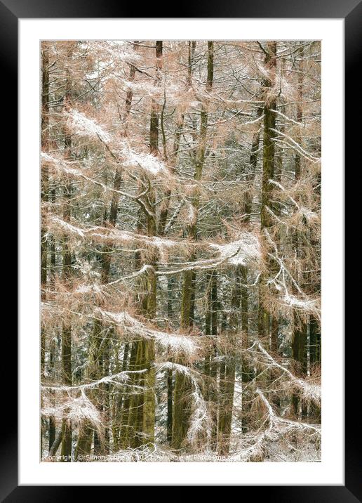 Frosted conifers Framed Mounted Print by Simon Johnson