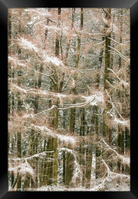 Frosted conifers Framed Print by Simon Johnson