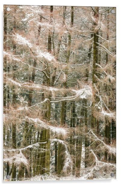 Frosted conifers Acrylic by Simon Johnson