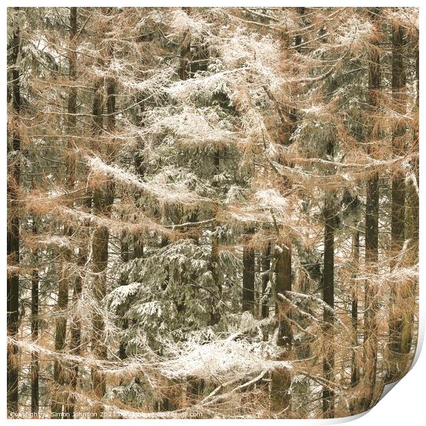 Frosted conifers Print by Simon Johnson