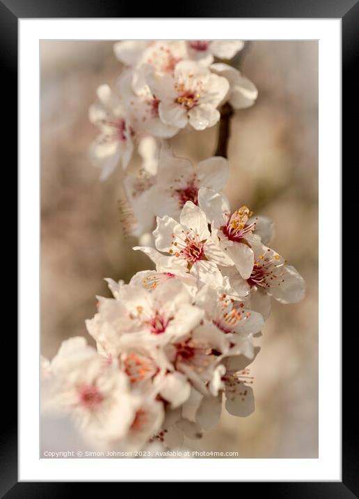 blossom f Framed Mounted Print by Simon Johnson
