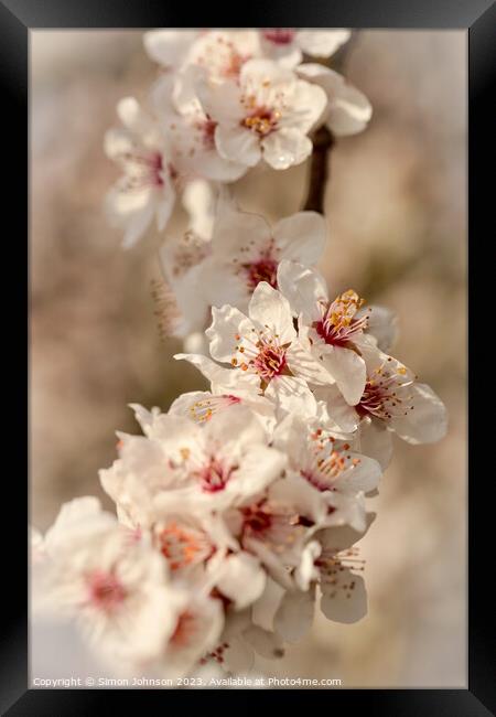 blossom f Framed Print by Simon Johnson