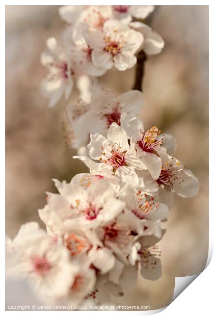 blossom f Print by Simon Johnson