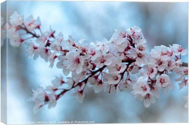 spring Cherry Blossom Canvas Print by Simon Johnson