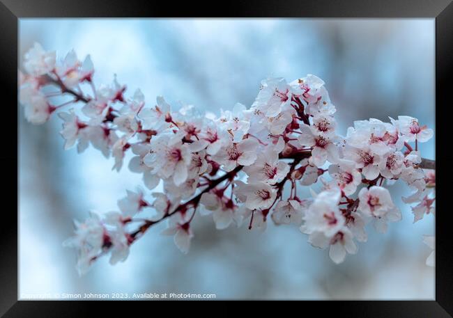 spring Cherry Blossom Framed Print by Simon Johnson