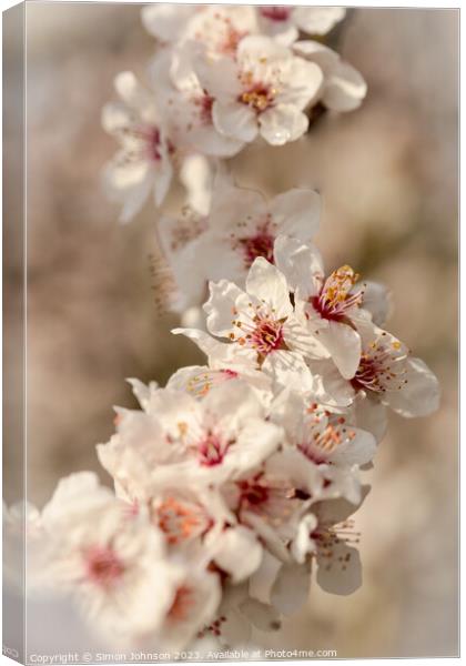 spring Cherry Blossom Canvas Print by Simon Johnson