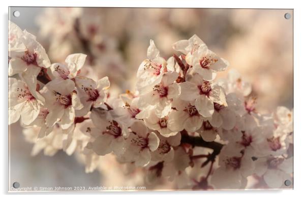 Cherry Blossom Acrylic by Simon Johnson