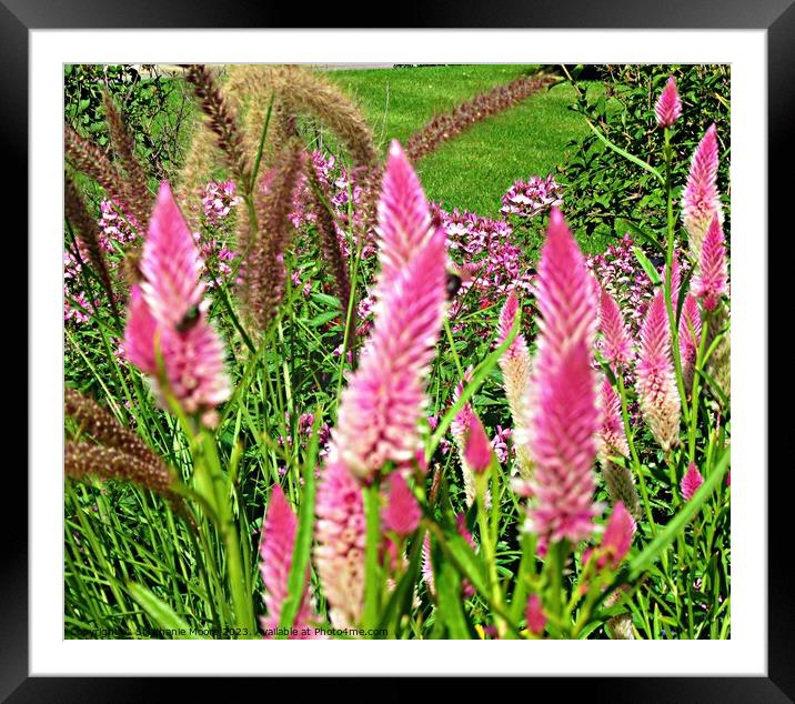 Pink Flames Framed Mounted Print by Stephanie Moore