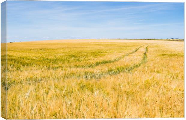 Barley field in Norfolk Canvas Print by Jason Wells
