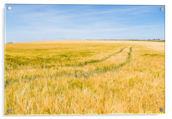 Barley field in Norfolk Acrylic by Jason Wells