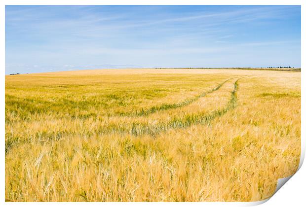Barley field in Norfolk Print by Jason Wells