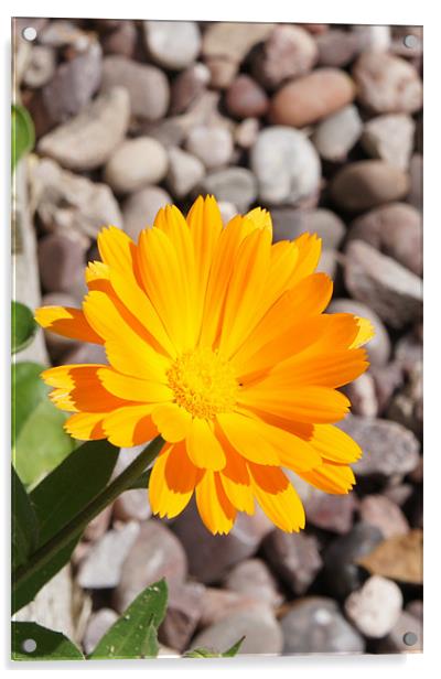 Sunshine Marigold. Acrylic by Jacqui Kilcoyne