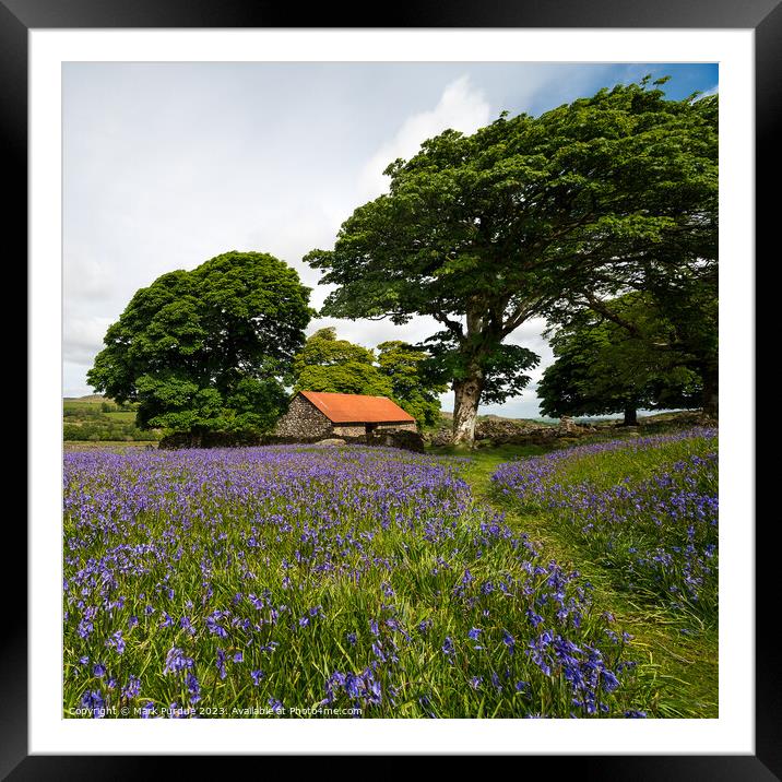 Bluebells on Emsworthy Mire Framed Mounted Print by Mark Purdue