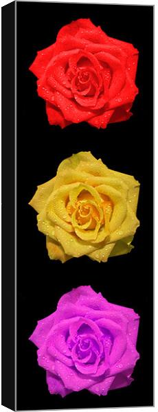 Vertical Roses Canvas Print by Roger Green