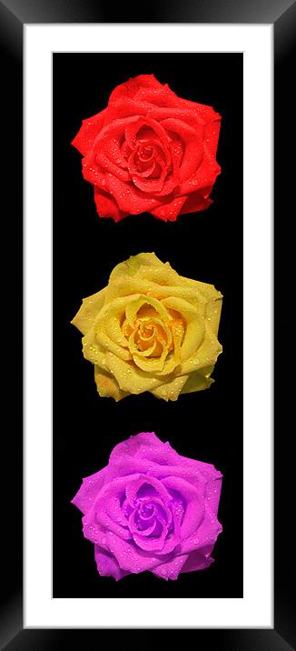 Vertical Roses Framed Mounted Print by Roger Green