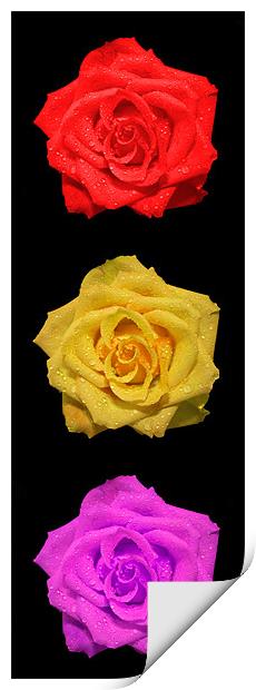 Vertical Roses Print by Roger Green