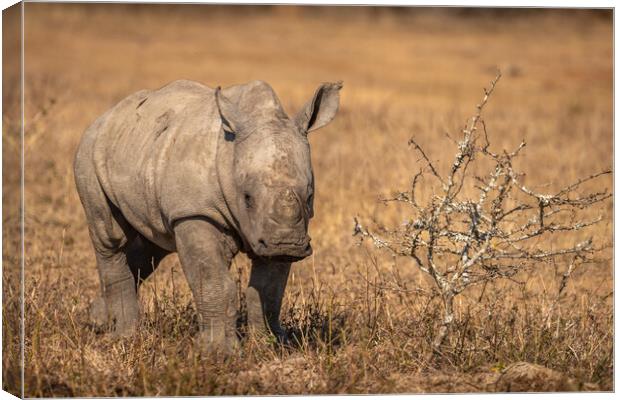 White rhinoceros calf looking at the camera Canvas Print by Gunter Nuyts