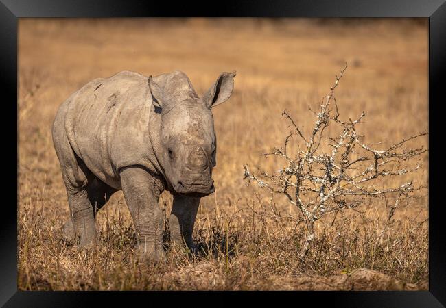 White rhinoceros calf looking at the camera Framed Print by Gunter Nuyts