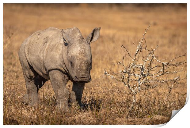 White rhinoceros calf looking at the camera Print by Gunter Nuyts