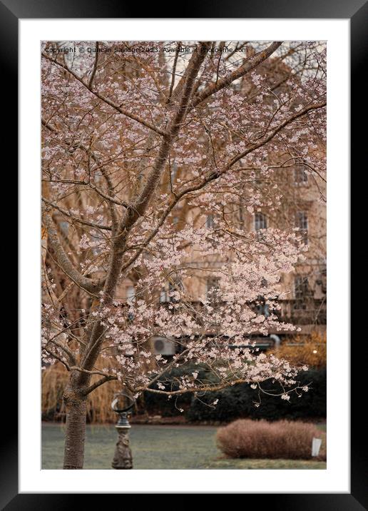 Moody Spring in Parade Gardens Bath Framed Mounted Print by Duncan Savidge