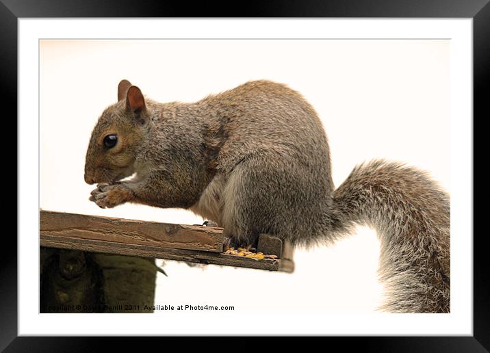 grey Squirrel on the Edge Framed Mounted Print by David Borrill