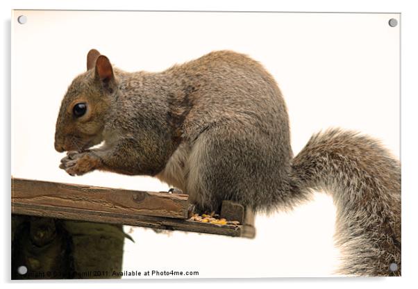 grey Squirrel on the Edge Acrylic by David Borrill
