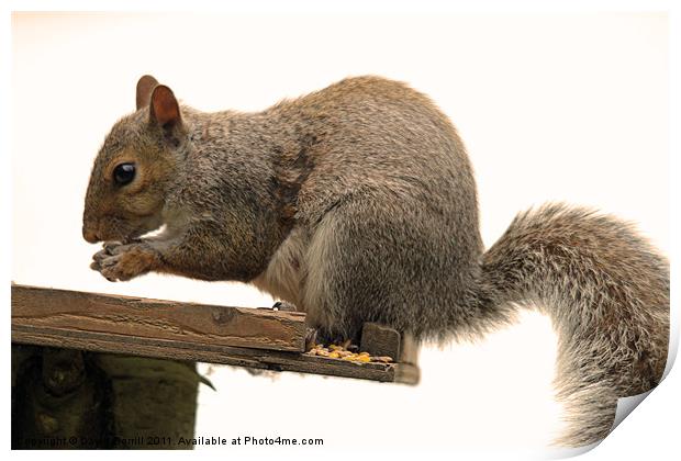 grey Squirrel on the Edge Print by David Borrill