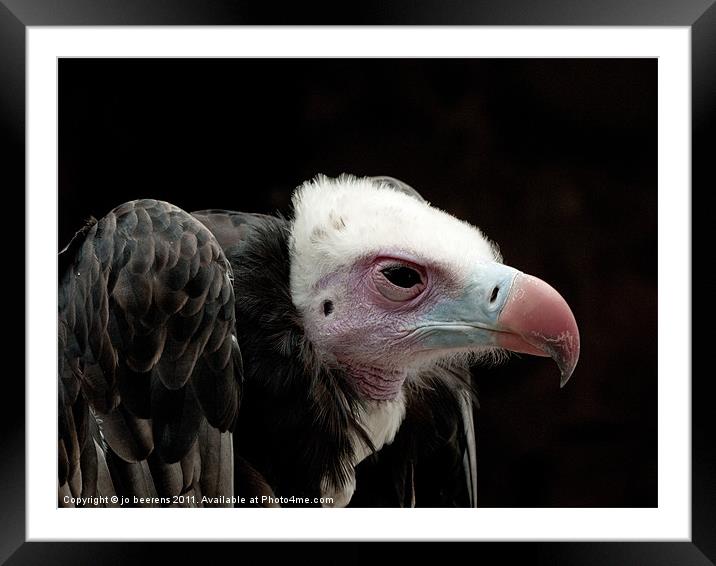 what is for dinner? Framed Mounted Print by Jo Beerens