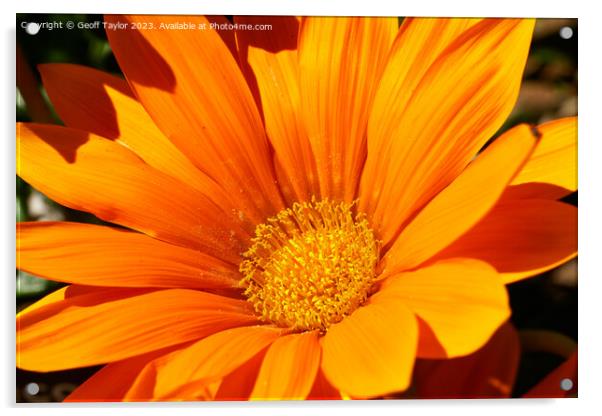 Orange daisy Acrylic by Geoff Taylor