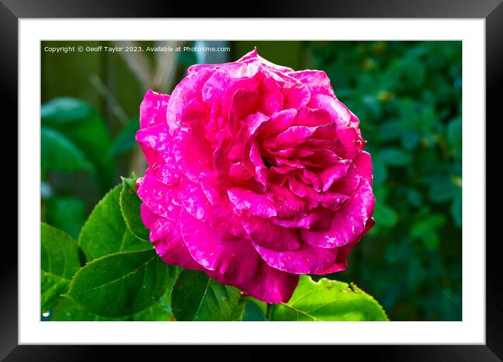 Rose in the evening sun Framed Mounted Print by Geoff Taylor