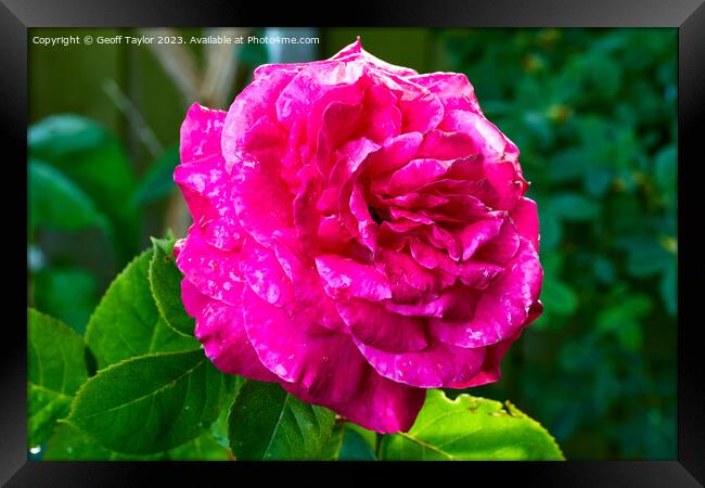 Rose in the evening sun Framed Print by Geoff Taylor