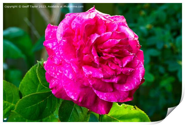 Rose in the evening sun Print by Geoff Taylor