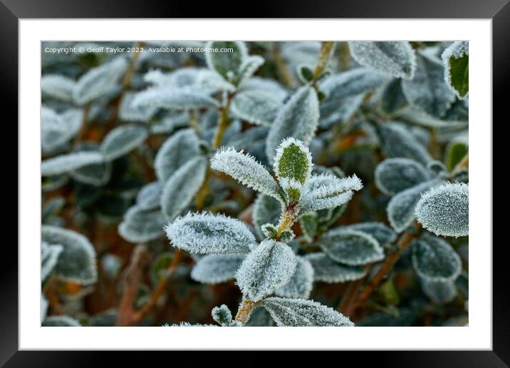 Frosty leave Framed Mounted Print by Geoff Taylor