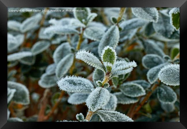 Frosty leave Framed Print by Geoff Taylor