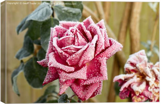 Frosty rose Canvas Print by Geoff Taylor