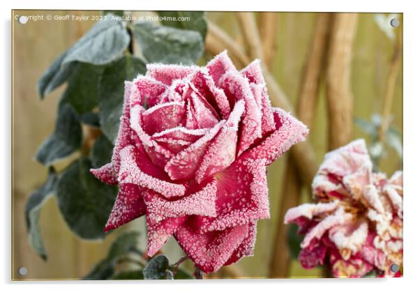 Frosty rose Acrylic by Geoff Taylor