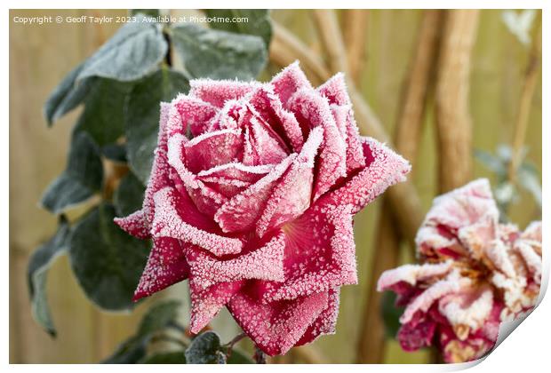 Frosty rose Print by Geoff Taylor